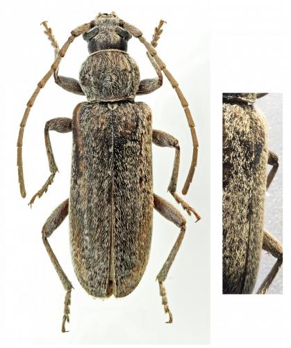 Réf. 195 040 : Trichoferus griseus